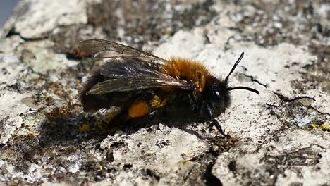 Makro-Nahaufnahme-Honigbiene-Mit-Pollen-Reinigt-Ihren-Körper