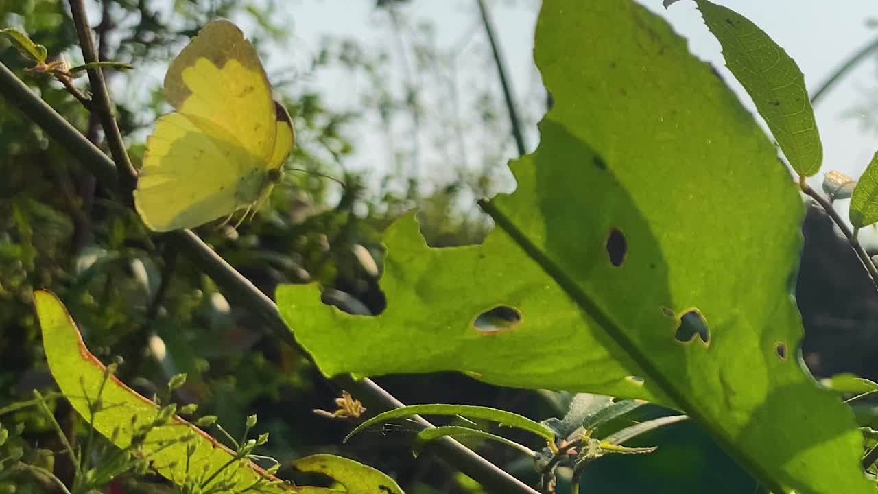 Una mariposa amarilla se posa sobre una hoja verde y se va volando