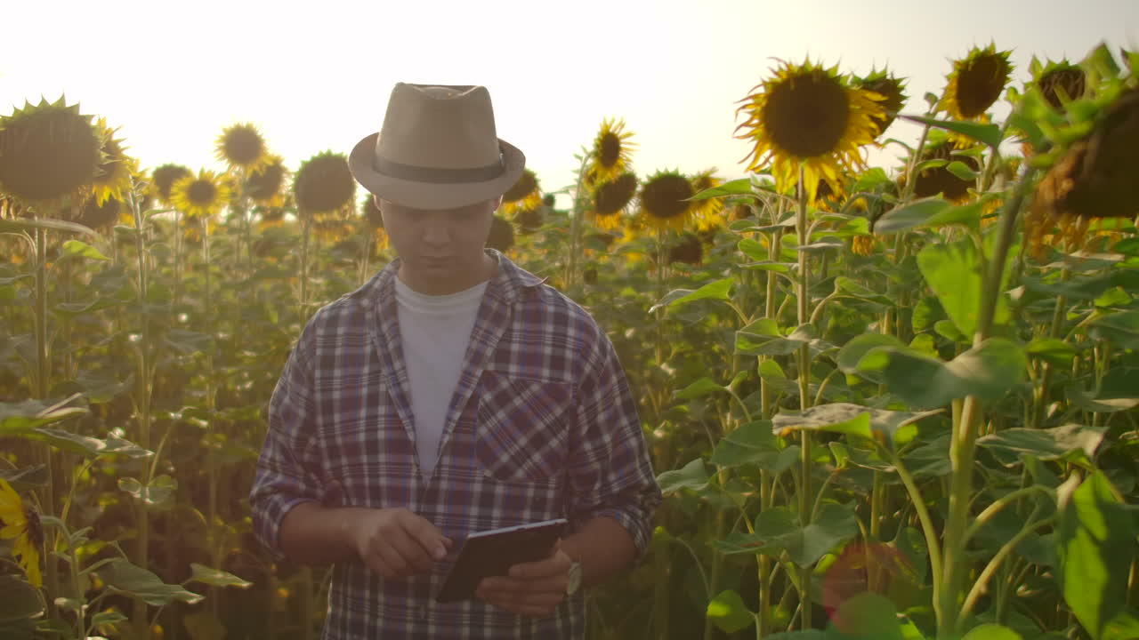 un joven científico está caminando por un campo con muchos girasoles grandes en un día de verano y escribe sus propiedades en su tableta electrónica.