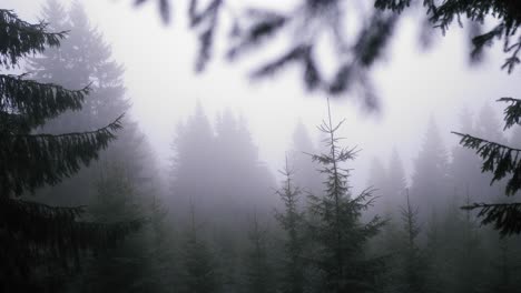 Toma-Panorámica-De-Izquierda-A-Derecha-De-Un-Bosque-De-Pinos-Oscuro-Y-Brumoso