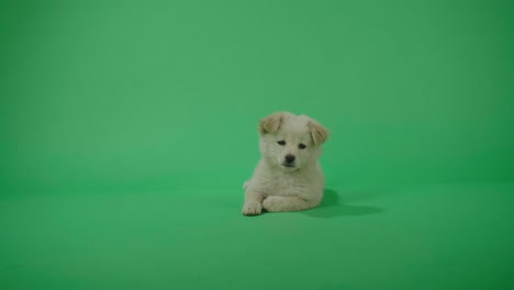 full view of a white dog looking at camera while laying down in the green screen studio