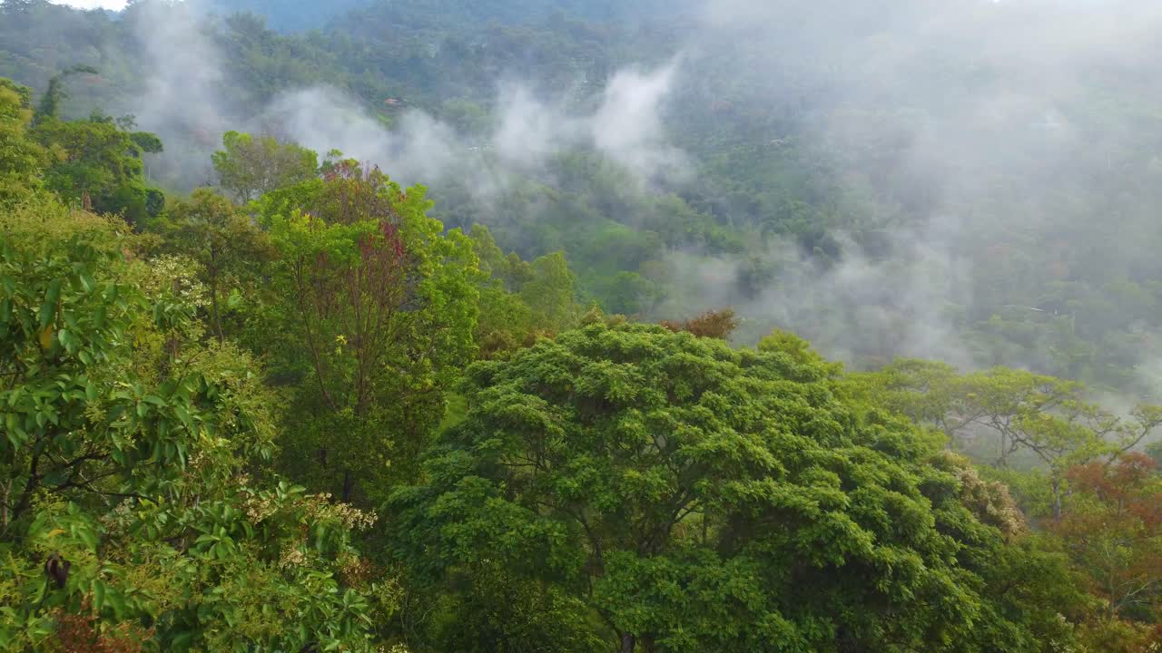 paisaje montañoso, niebla y follaje de un bosque tropical