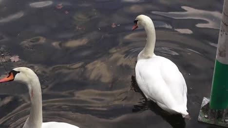 Swans-7-secs-50-fps-HD-00320.mp4