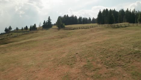 fast drone flight low over grassy land, skimming past light brown horses on a sunny summer day