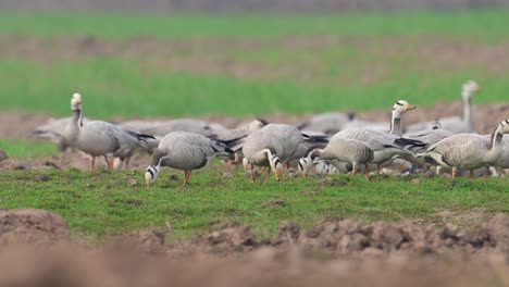 flock of bar headed goose grazing