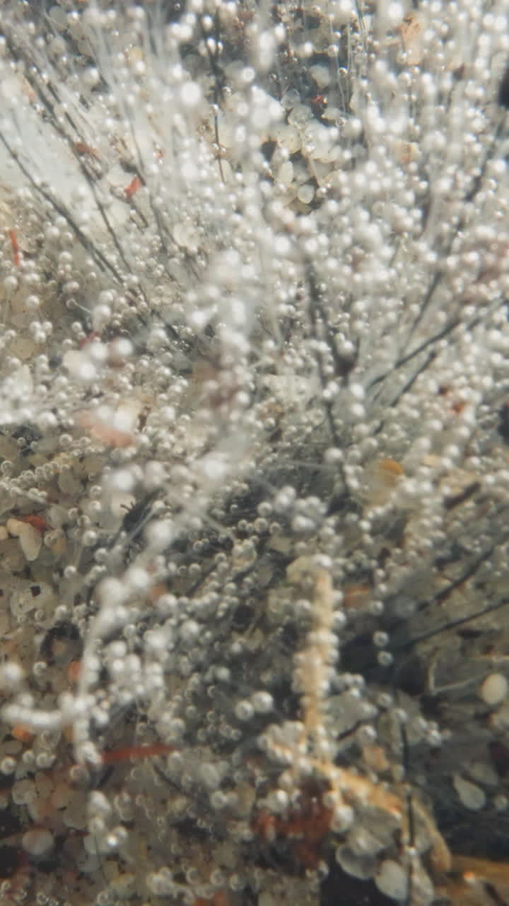 View of plant producing oxygen under water. Flora of seabed covered with light small bubbles. Water sways shoots smoothly and carries away dark particles of dirt