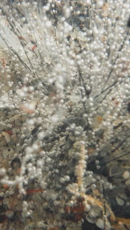 view of plant producing oxygen under water. flora of seabed covered with light small bubbles. water sways shoots smoothly and carries away dark particles of dirt