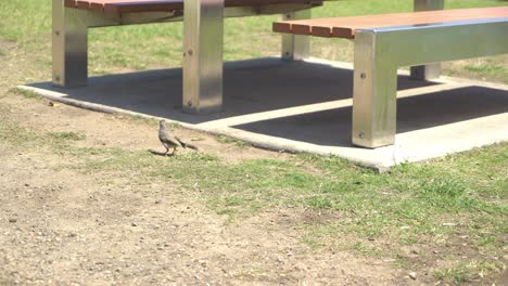 Cute-small-bird-by-a-picnic-bench-eating-seeds
