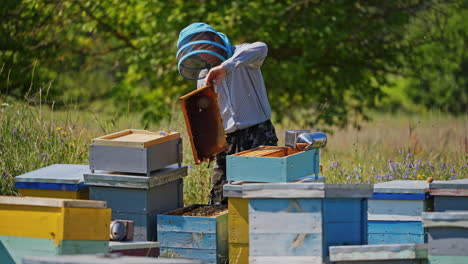 apiarist examining frame with bees. hardworking bees flying over the hives. blue and yellow bee houses on summer nature background.