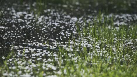 Lower-view-hyperlapse-from-top-of-the-puddle-with-pond-grass-near-in-Velence-Lake,-Hungary