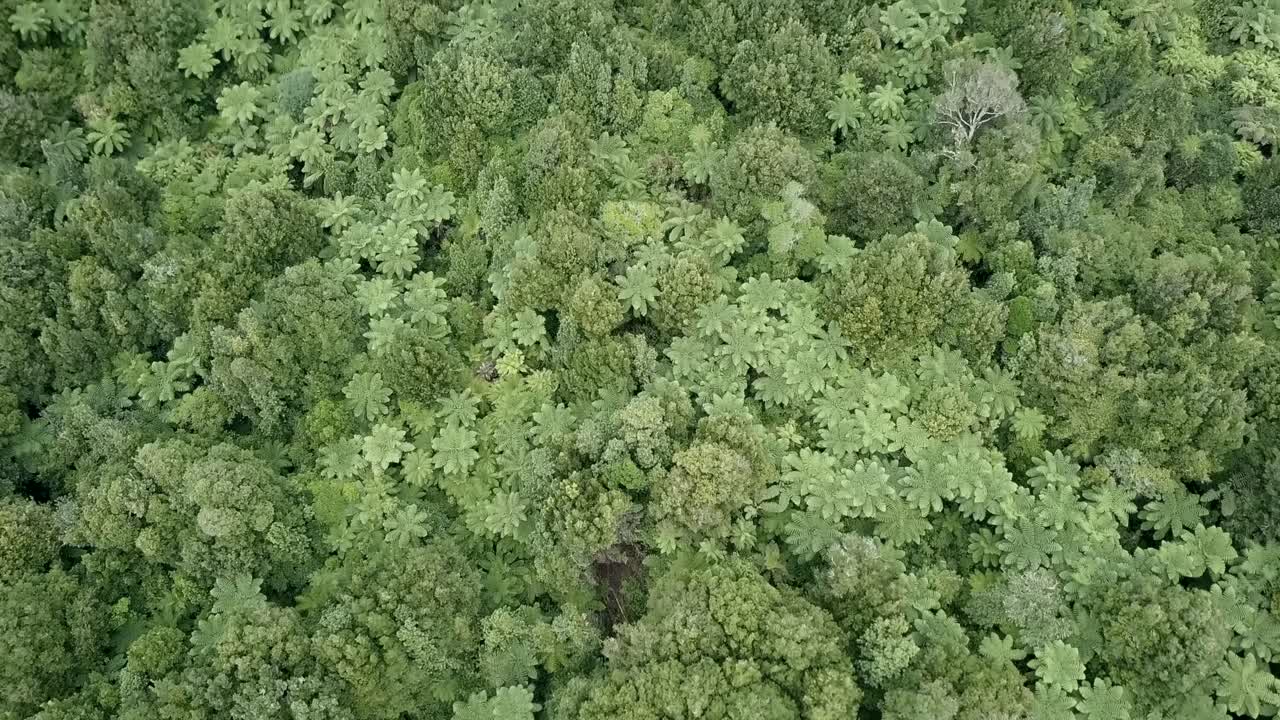 Aerial view of a dense green forest with tree ferns