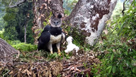 harpy eagle with chick on the nest