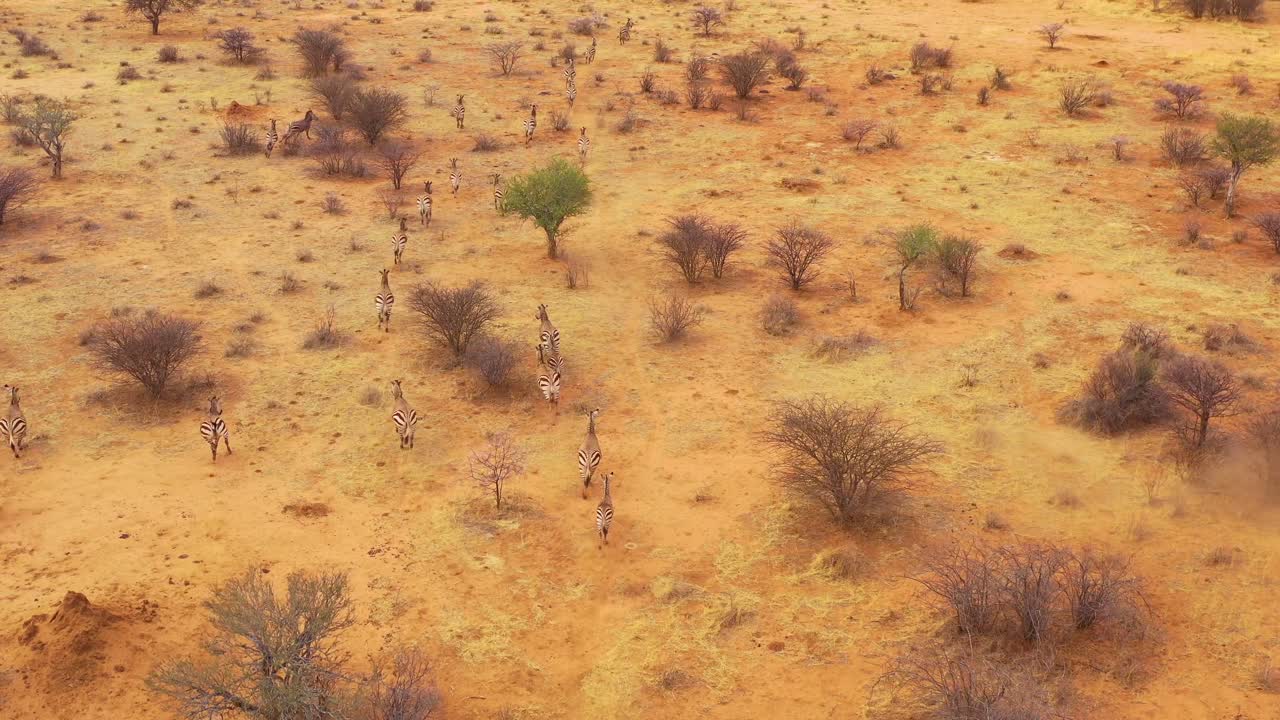 excelente antena de vida silvestre de cebras corriendo en las llanuras de áfrica parque erindi namibia 3