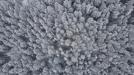 aerial top-down over snowy mountain forest