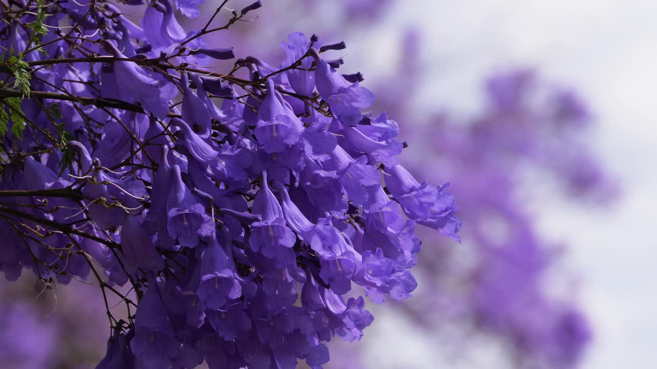 Purple Jacaranda Blossoms Hanging From Branches. closeup shot, selective focus