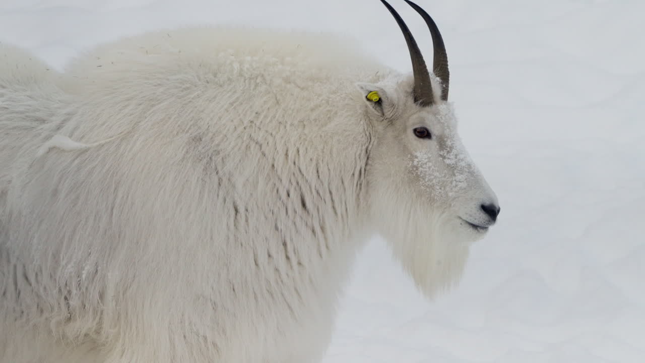 Adult Mountain Goat (Oreamnos americanus) In The Yukon Wildlife Reserve In Canada. Close-up Shot