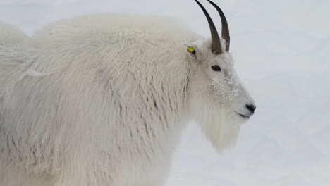 adult mountain goat (oreamnos americanus) in the yukon wildlife reserve in canada. close-up shot