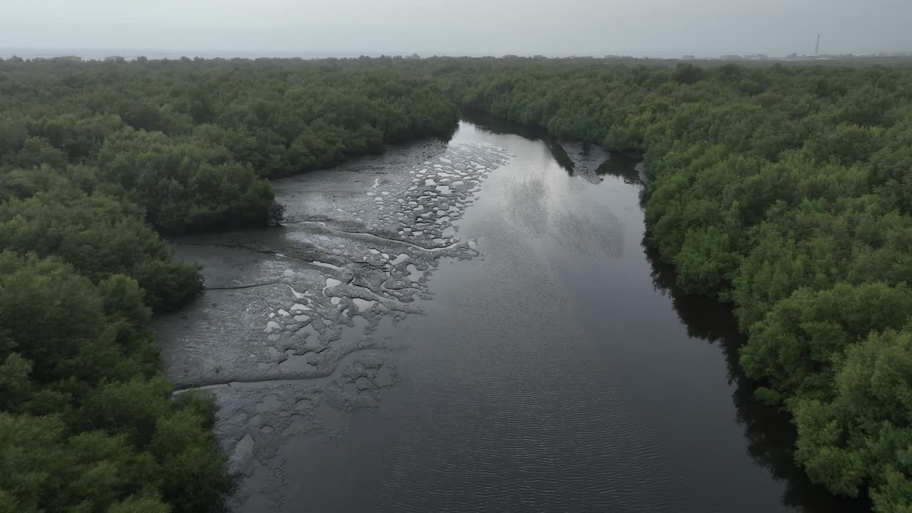 vista aérea del exuberante bosque de manglares con el río en karachi