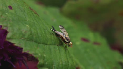 close-up of a fly on a green leaf