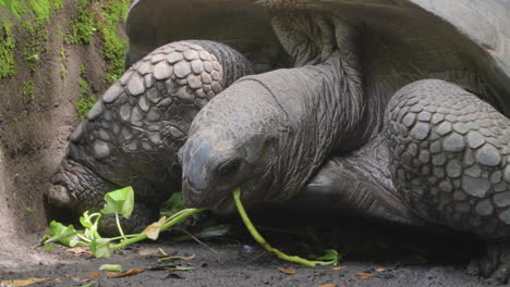 la tortuga gigante de aldabra se alimenta en el safari de bali y el parque marino en siangan, indonesia
