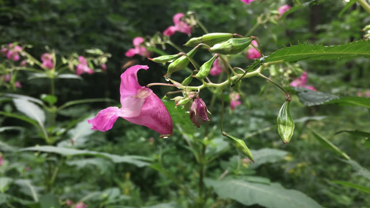 rosa impatiens glandulifera flor después de la lluvia en el bosque con una abeja