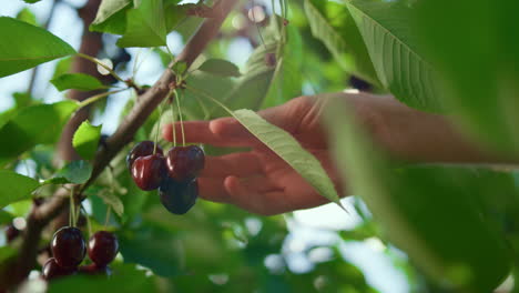 la mano del jardinero recogiendo cerezas a la luz del sol en un primer plano de la granja ecológica verde