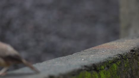 babbler-in-Indian-villages-take-off-from-the-wall