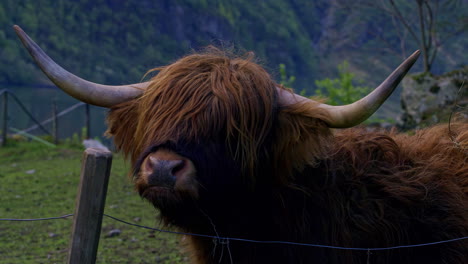 The-head-of-a-Scottish-Highland-cow-in-close-up