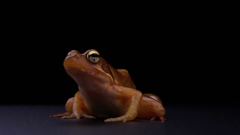 el video de 4k de la rana marrón rojiza.