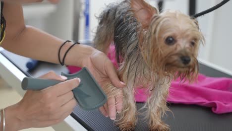 dog groomer combing yorkie in a dogc salon