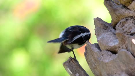 das orientalische elster-rotkehlchen ist ein in thailand weit verbreiteter sperlingsvogel, der überall zu sehen ist