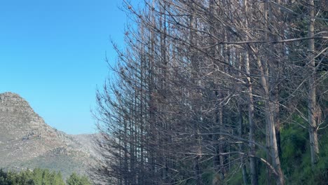 view from constantia mountains towards winter trees of the mountains