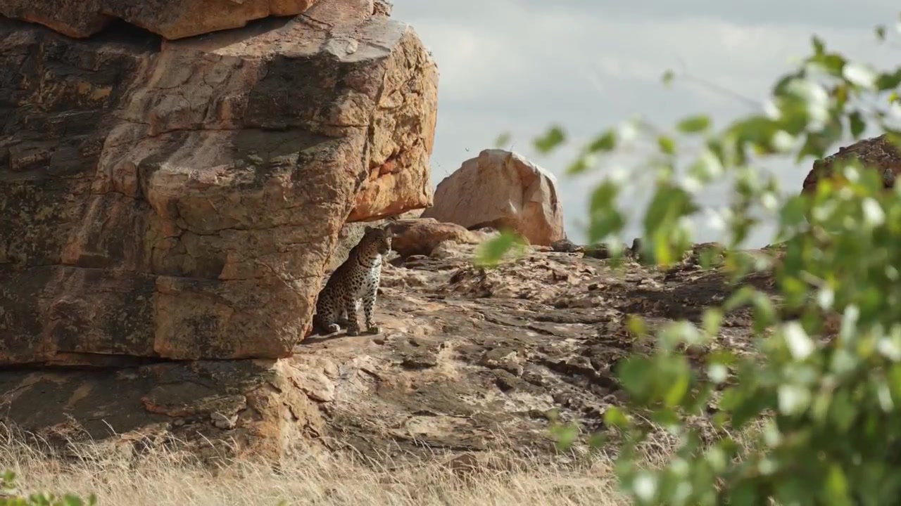 Een luipaard zit op een rotsachtige uitloper en scant haar omgeving op een winderige dag, in de wildernis van Botswana.