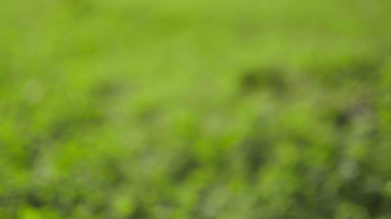 hierba verde borrosa