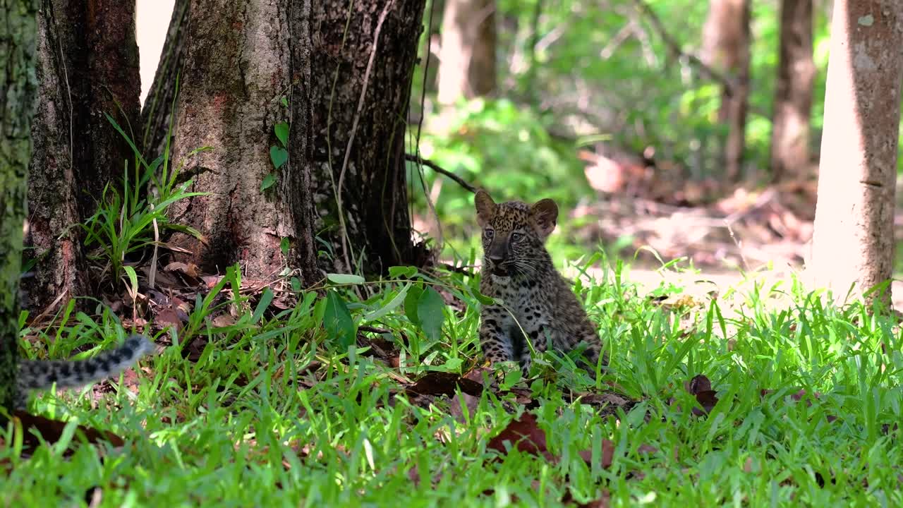 el leopardo de indochina es una especie vulnerable y uno de los grandes felinos de tailandia