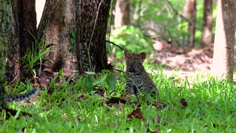 Der-Indochinesische-Leopard-Ist-Eine-Gefährdete-Art-Und-Eine-Der-Großen-Katzen-Thailands