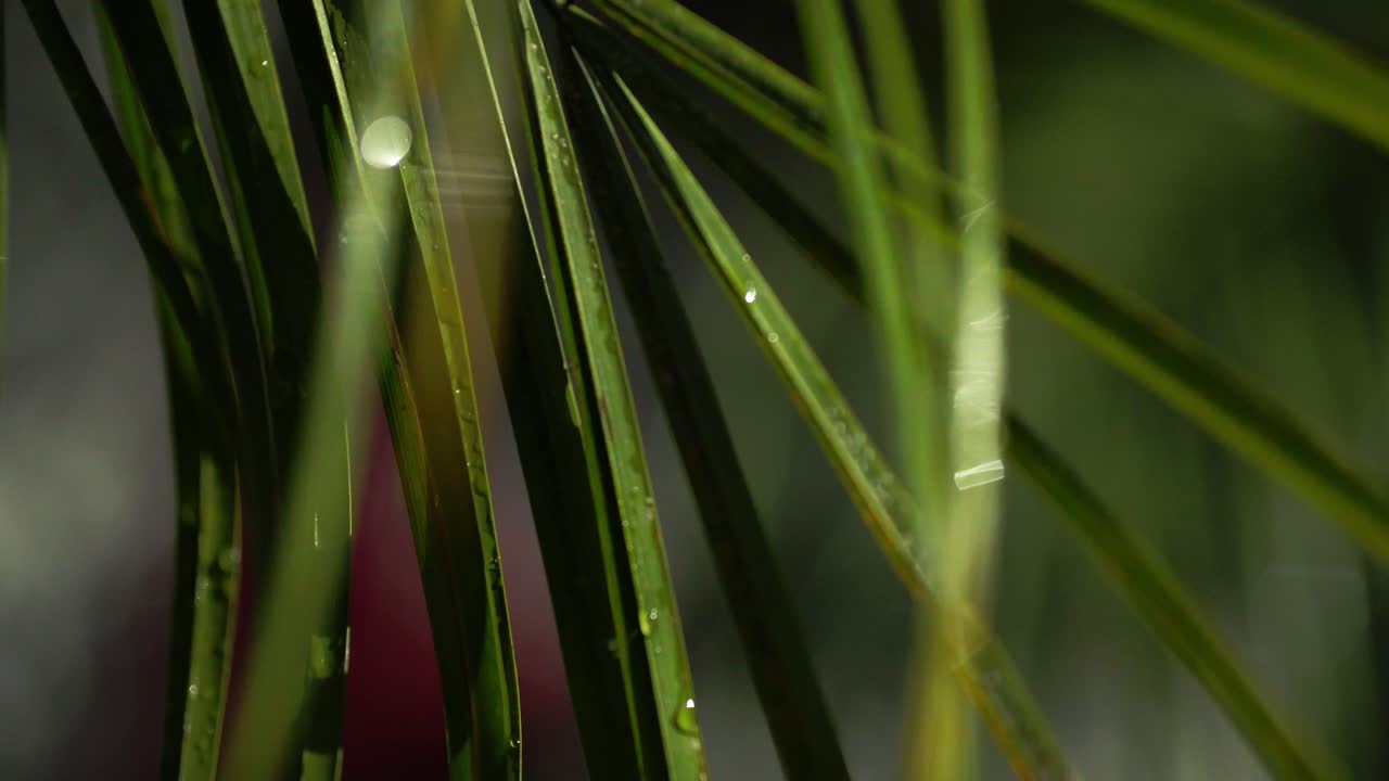 Raindrops on vibrant green leaves, soft focus on nature in a tropical environment
