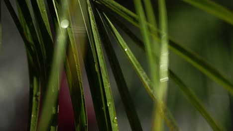 raindrops on vibrant green leaves, soft focus on nature in a tropical environment
