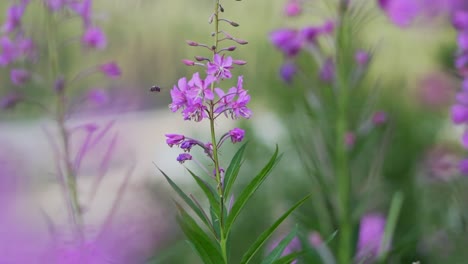 Abeja-Recolectando-Néctar-De-Una-Flor-Violeta-Violeta-En-Medio-De-Un-Campo-De-Hierba-Verde-Alto-En-Un-Terreno-Rural-De-La-Dorada-Colombia-Británica-Canadá