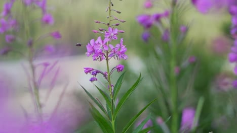 abeja recolectando néctar de una flor violeta violeta en medio de un campo de hierba verde alto en un terreno rural de la dorada colombia británica canadá