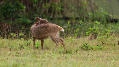 Ciervo-Cerdo-Indio,-Hyelaphus-Porcinus,-Tailandia