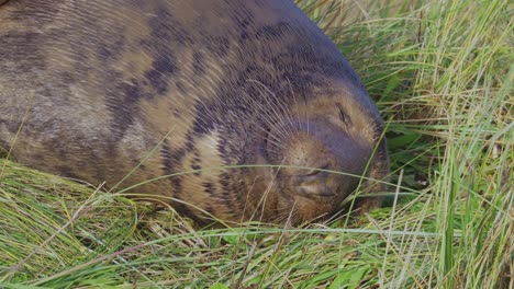 breeding season for atlantic grey seals, newborn pups with white fur, mothers nurturing, basking in the warm november sun