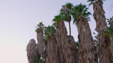 pan down shot of a group of tall palm trees then the camera pans down to reveal a clear walking path