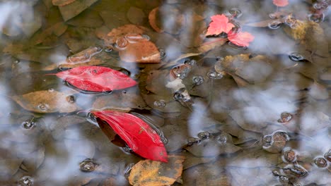 4k red leaf and more falling