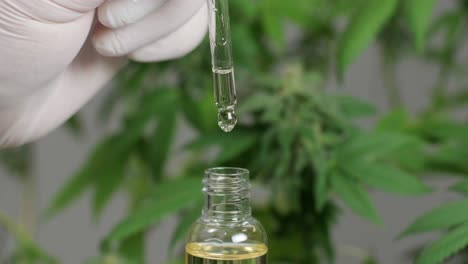 movimiento lento de macro acercamiento de gotas dosificando una planta de cáñamo biológica y ecológica aceite de cbd farmacéutico a base de hierbas de un frasco.