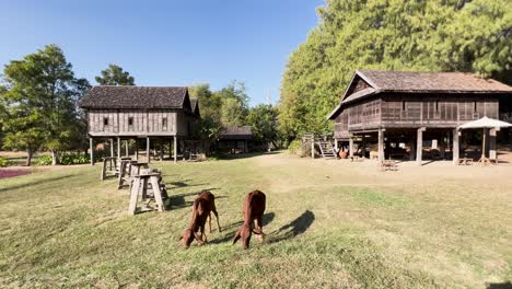 cows peacefully graze by a thai wooden house