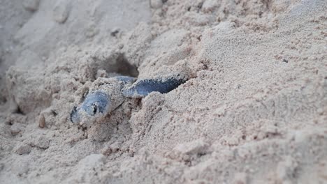 Neugeborene-Meeresschildkröten-Verlassen-Den-Sand-Und-Fliehen-In-Den-Ozean