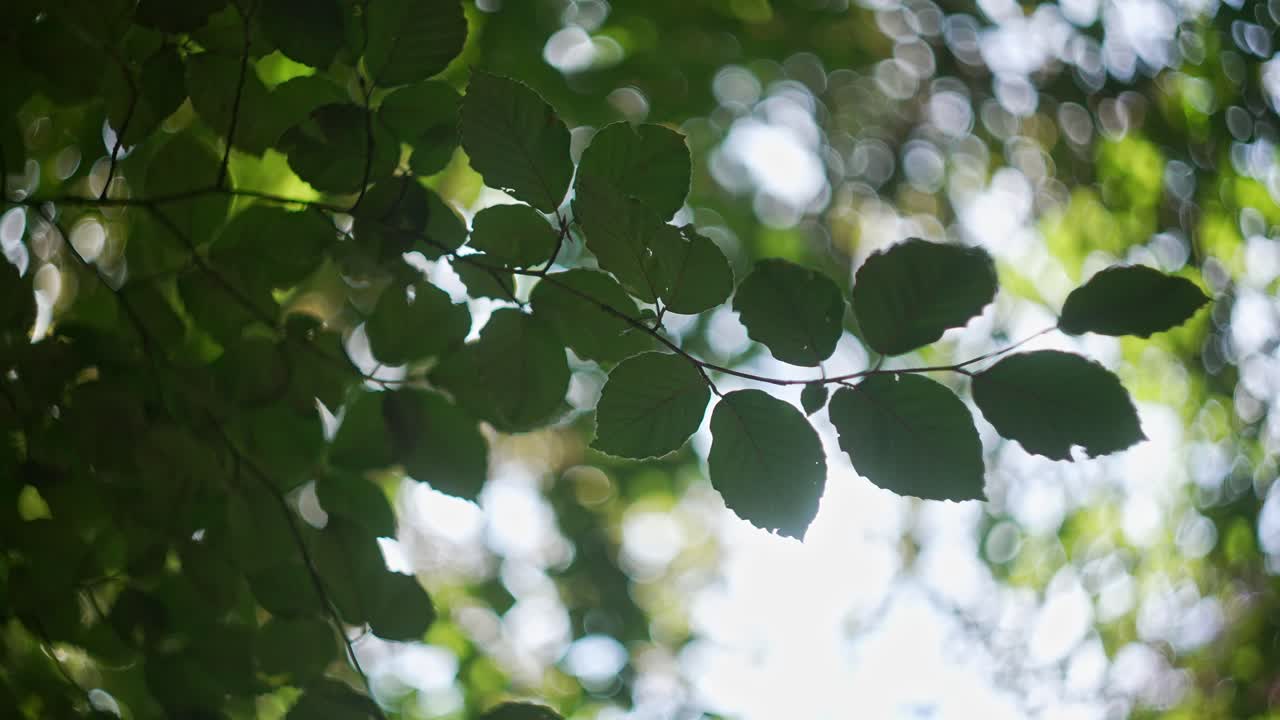 빛 에 인 숲 의 잎