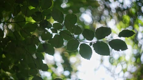 hojas del bosque a la luz del sol