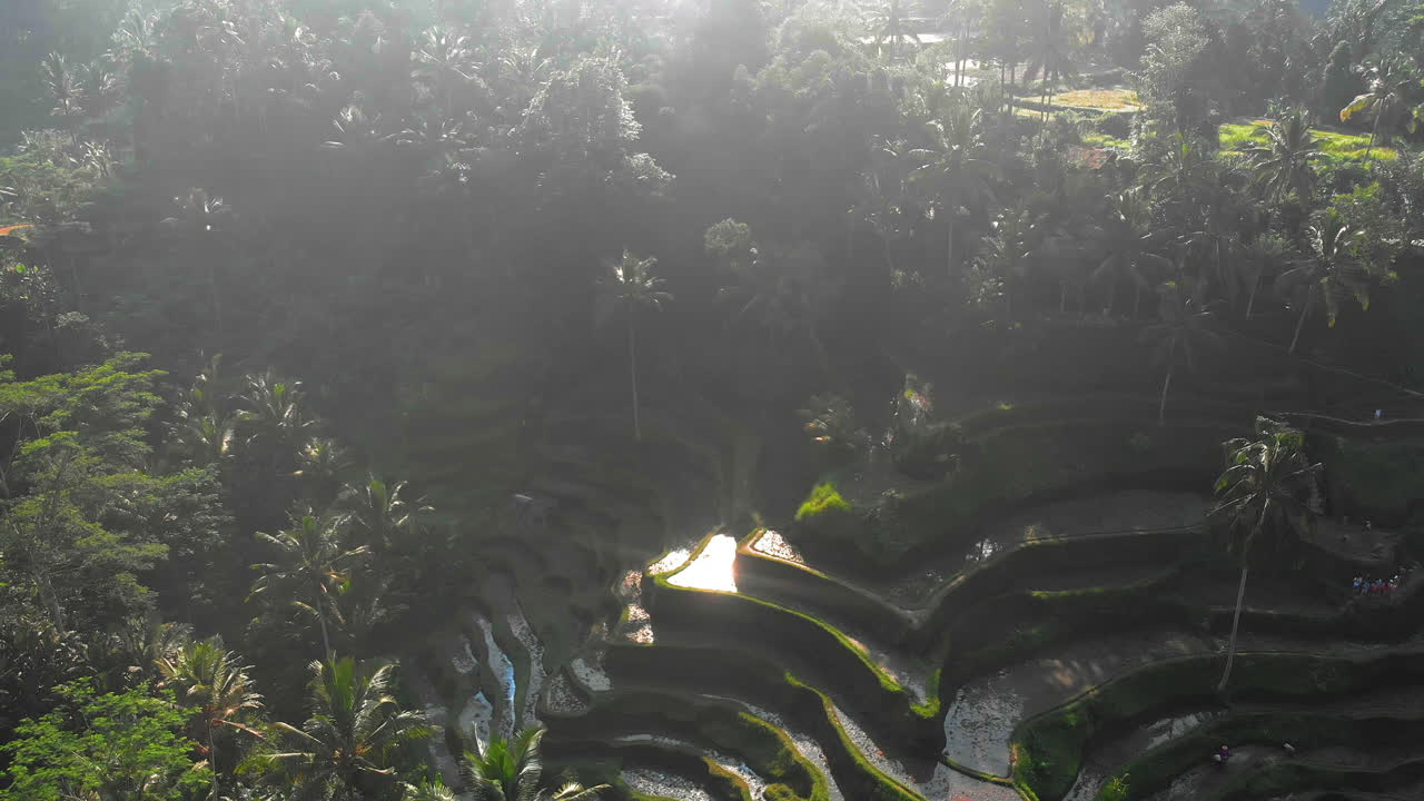 arrozales en bali indonesia